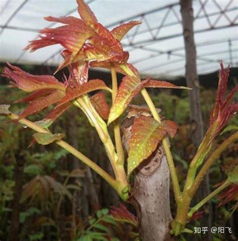 香椿树的种植|蔬菜种植｜香椿种植的小技